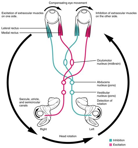 vestibulo ocular reflex|vestibular reflex anatomy.